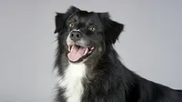 Eliminación de pelos sueltos para fotografía de mascotas