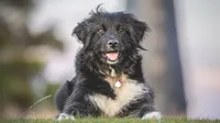 Eliminación de pelos sueltos para fotografía de mascotas