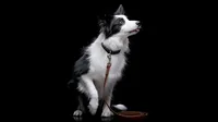Evoto AI – Removedor de correa para perros