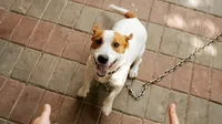 Evoto AI – Removedor de correa para perros